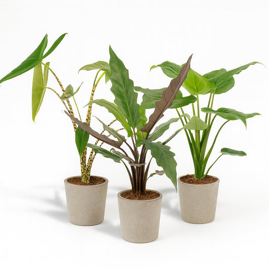 Alocasia Trio "Bold Beauty"