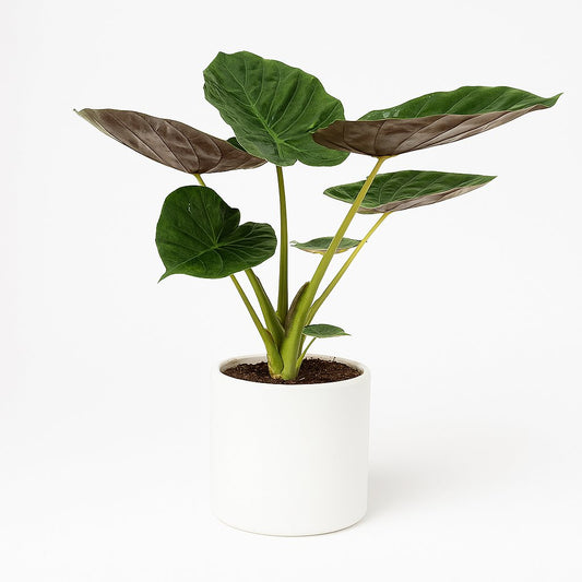 Alocasia Wentii - 70cm