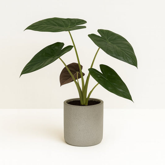 Alocasia Wentii - 85cm