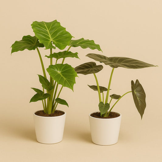 Alocasia Wentii (60cm) und Alocasia Portodora (75cm)