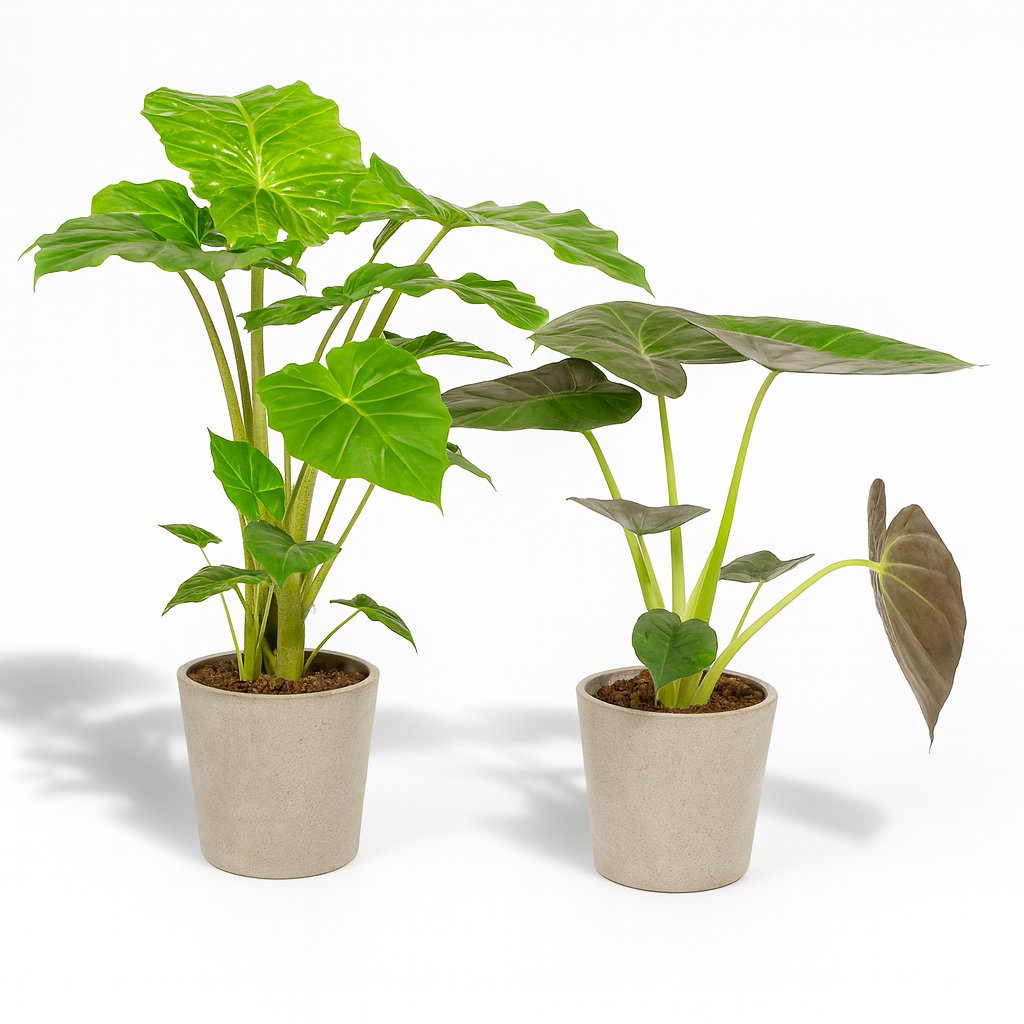 Alocasia Wentii (60cm) und Alocasia Portodora (75cm)