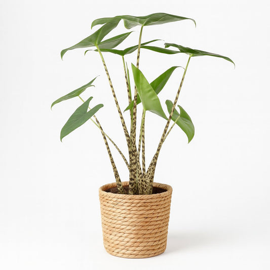 Alocasia Zebrina - 80cm