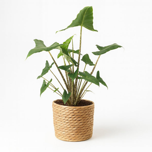 Alocasia Zebrina Siberian Tiger | Große Blätter