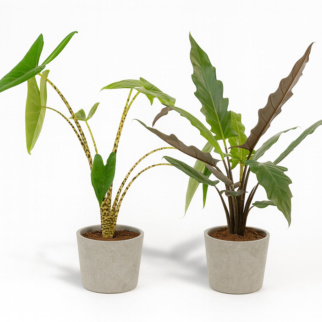 Alocasia Zebrina und Alocasia Lauterbachiana - 75cm