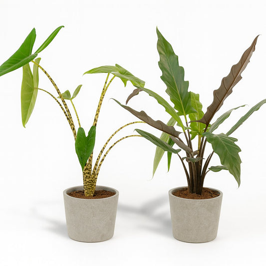 Alocasia Zebrina und Alocasia Lauterbachiana - 75cm