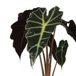 Alocasia Amazonica Polly - 30cm