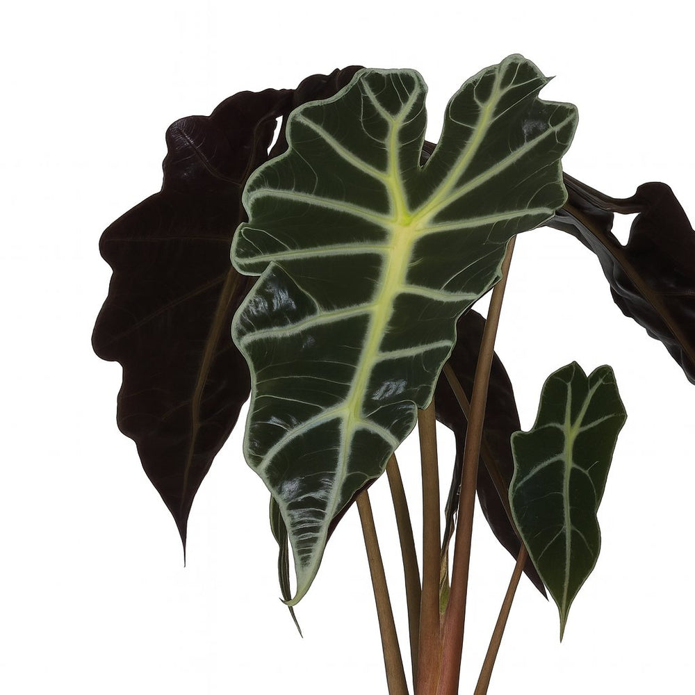 alocasia amazonica braune blätter Alocasia Polly