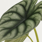 Alocasia Nebula Silver Compacta