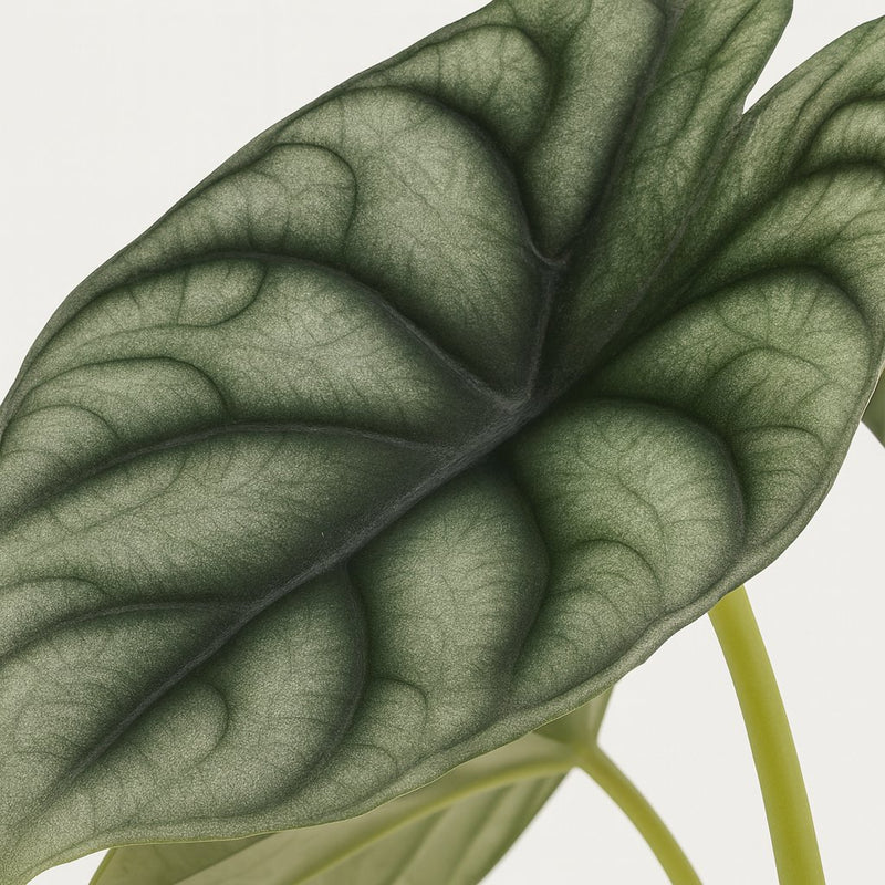 Alocasia Nebula Silver Compacta Detail