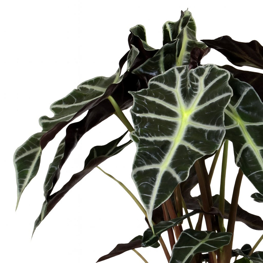 elefantenohr polly Alocasia Polly