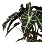 Alocasia Polly 45cm Nahaufnahme