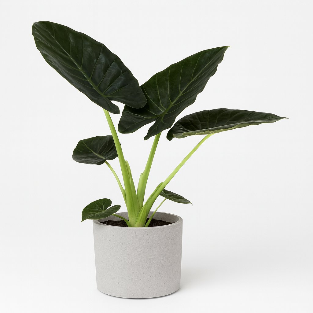 Alocasia Regal Shield - 90cm