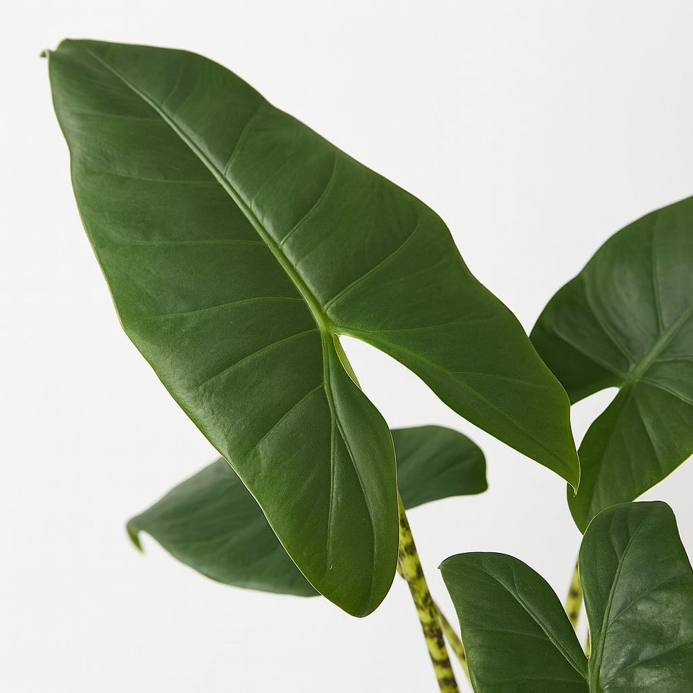 alocasia zebrina xl Alocasia Zebrina