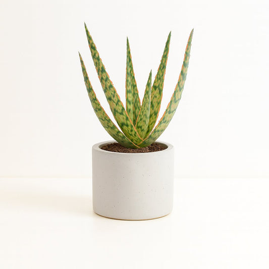 Aloe Hybride - 15cm