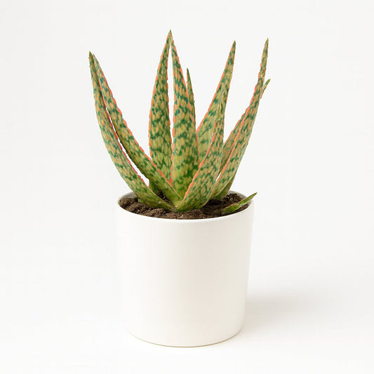Aloe Hybride - 15cm