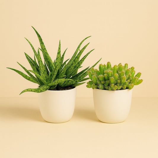 Aloe Spider und Hylocereus Undatus Duo - 2 Stück - 15cm