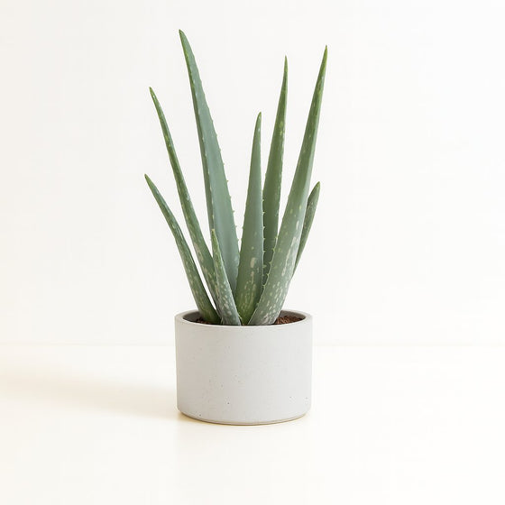 Aloe Vera