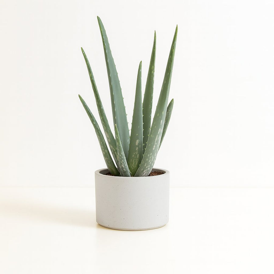 Aloë Vera - 35cm in einem modernen Studio mit modernem Topf