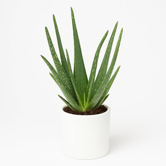 Aloe Vera - 40cm