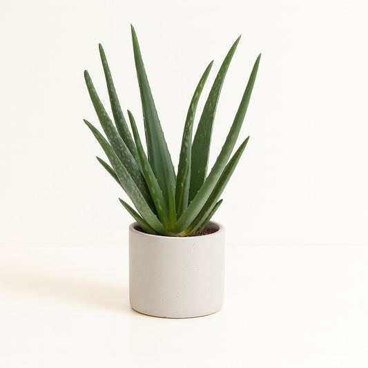 Aloe Vera - 40cm