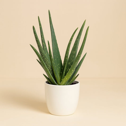 Aloe Vera - 40cm
