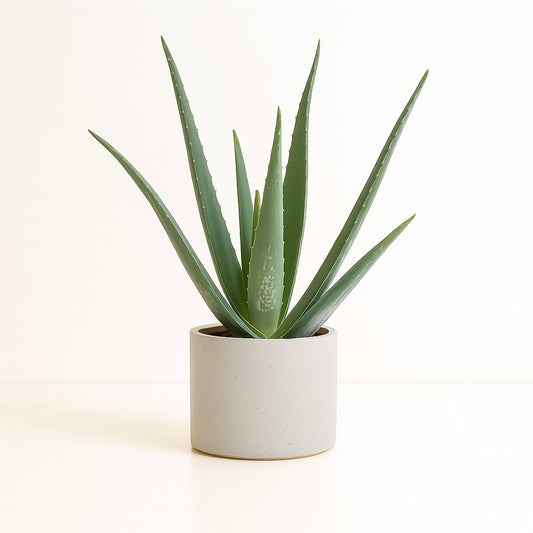 Aloe Vera - 45cm