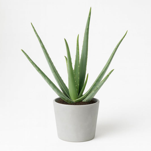 Aloe Vera - 45cm