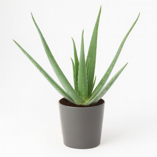 Aloe Vera - 45cm