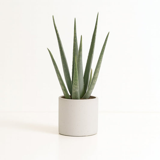 Aloe Vera - 45cm