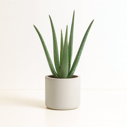 Aloe Vera - 45cm