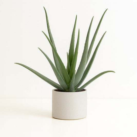 Aloe Vera - 70cm
