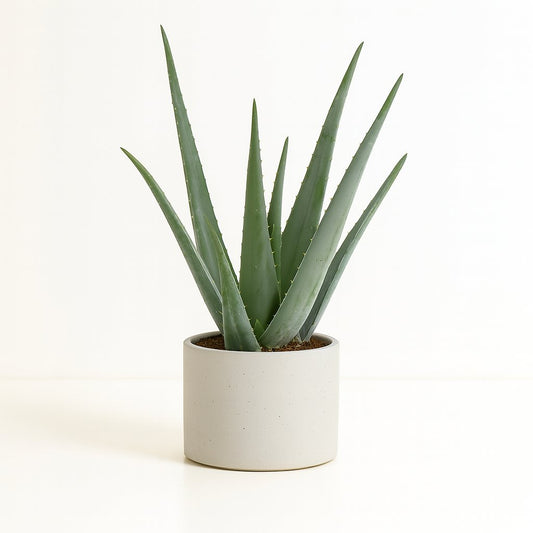 Aloe Vera - 70cm