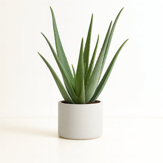 Aloe Vera - 70cm