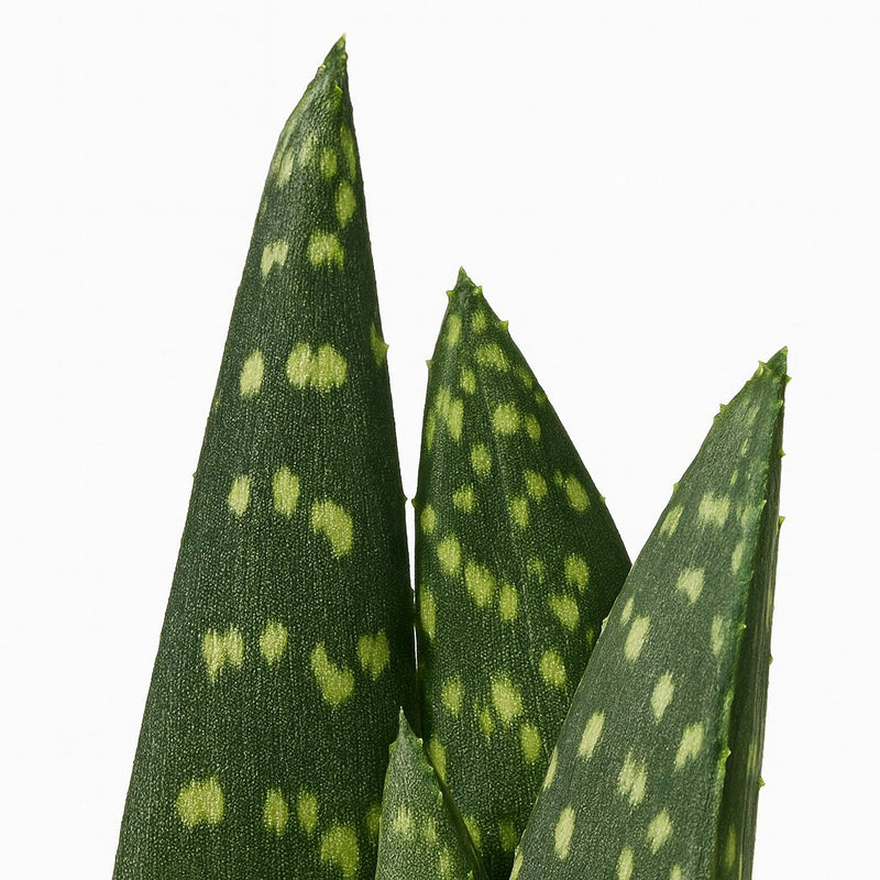 Aloe Paradisicum Detail