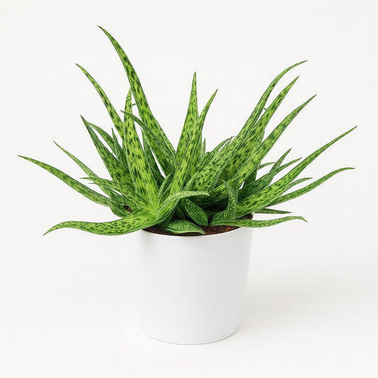 Aloe Spider - 15cm