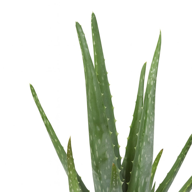 Aloe Vera Detail
