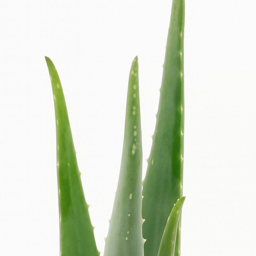 Aloe Vera - 45cm