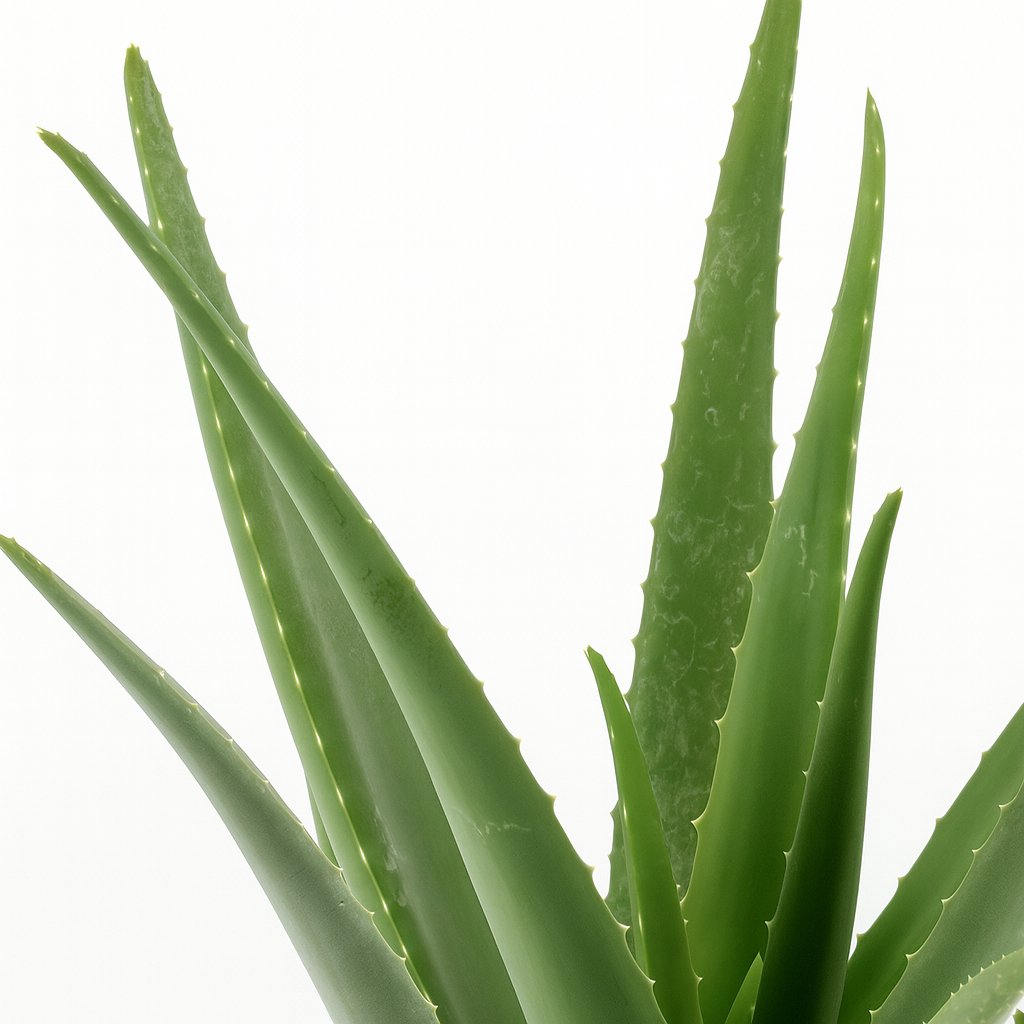 Aloe Vera - 70cm