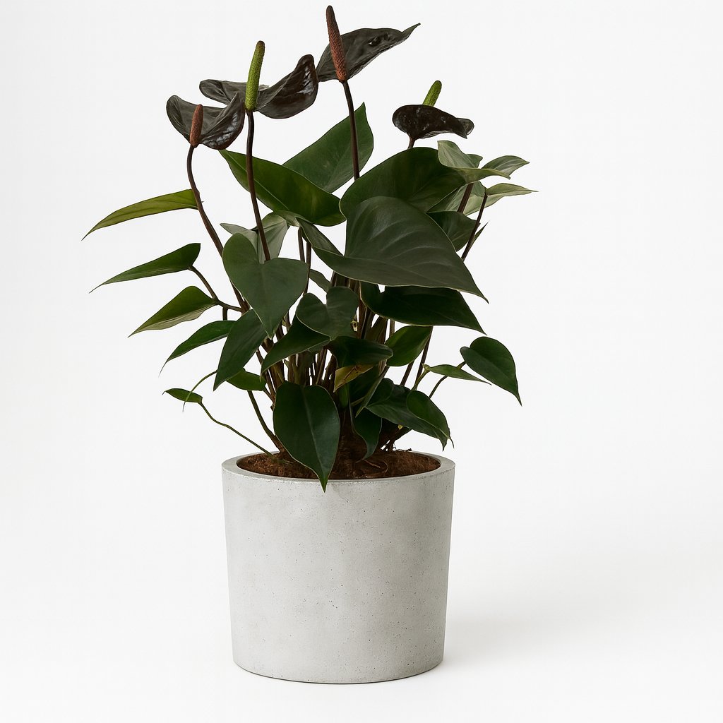 Anthurium Black Love - 36cm