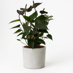 Anthurium Black Love - 36cm