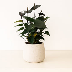 Anthurium Black Love - 36cm