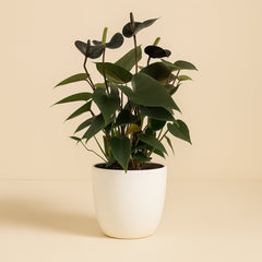 Anthurium Black Love - 36cm