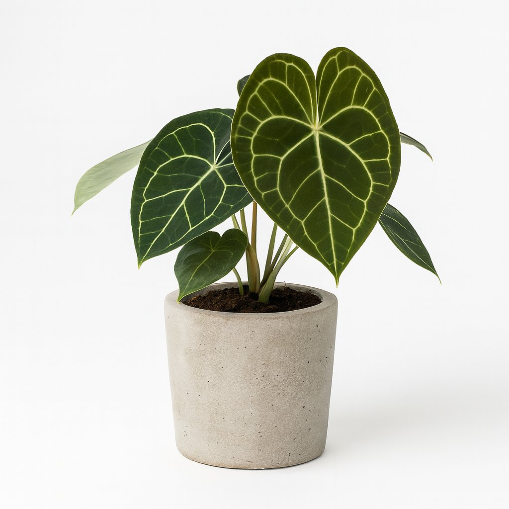 Anthurium Clarinervium 25cm im 15cm Topf