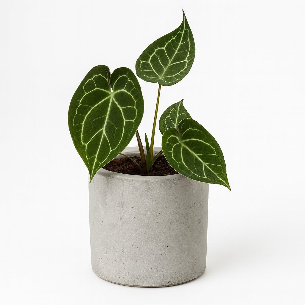 Anthurium Crystallinum - 20cm in einem modernen Studio mit modernem Topf