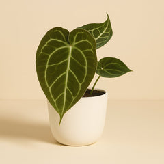 Anthurium Crystallinum - 20cm