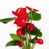 Anthurium Red 40cm im 17cm Topf Nahaufnahme