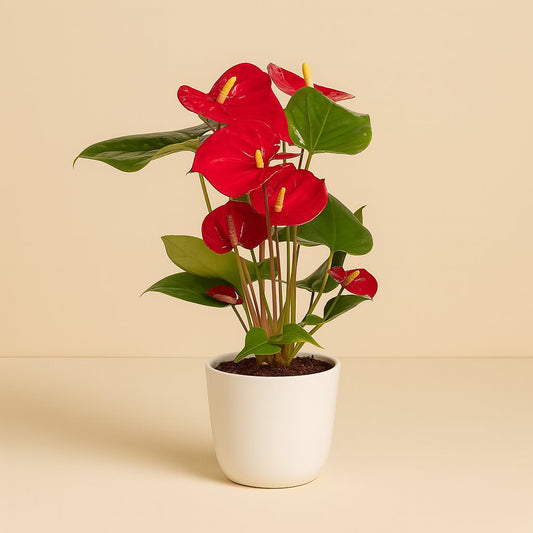 Anthurium Red - 40cm