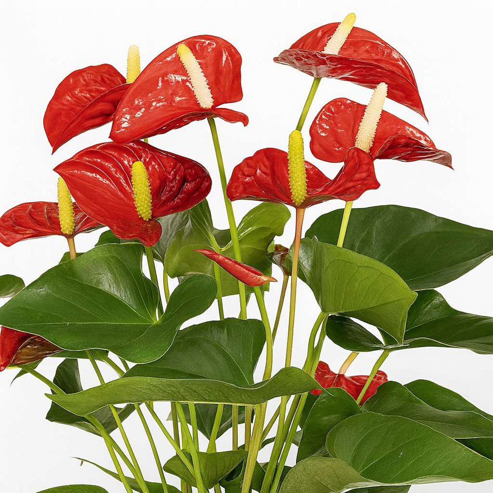 Anthurium Red 55cm im 17cm Topf Nahaufnahme