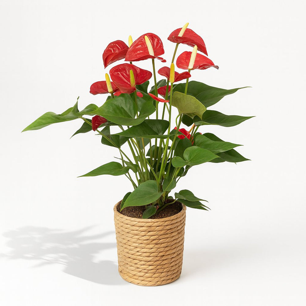 Anthurium Red 55cm im 17cm Topf