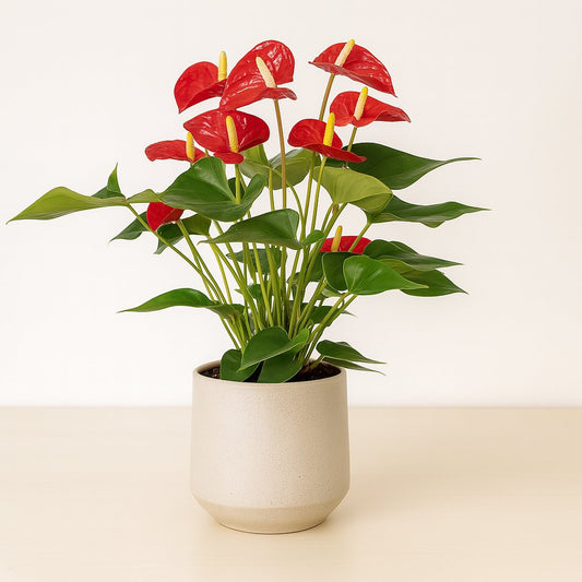 Anthurium Red - 55cm